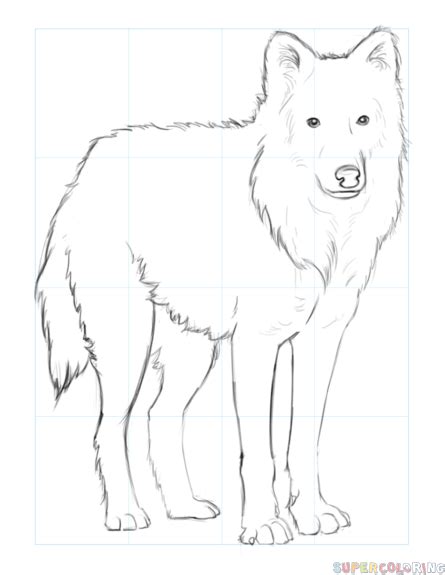 How to draw an arctic wolf | Step by step Drawing tutorials