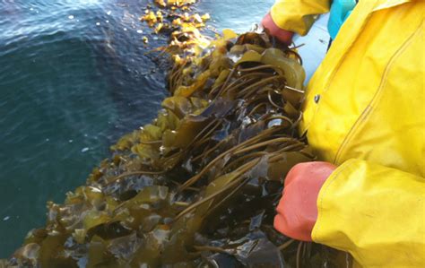 Lean and green, what’s not to love about seaweed? - Responsible Seafood ...