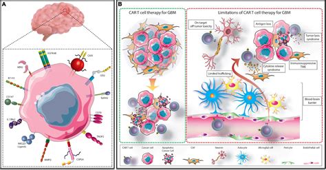 Frontiers | CAR T Cell-Based Immunotherapy for the Treatment of Glioblastoma