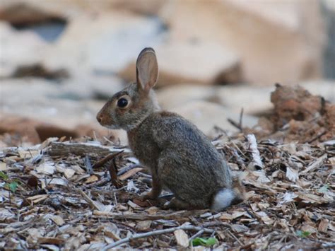 The Online Zoo - Eastern Cottontail