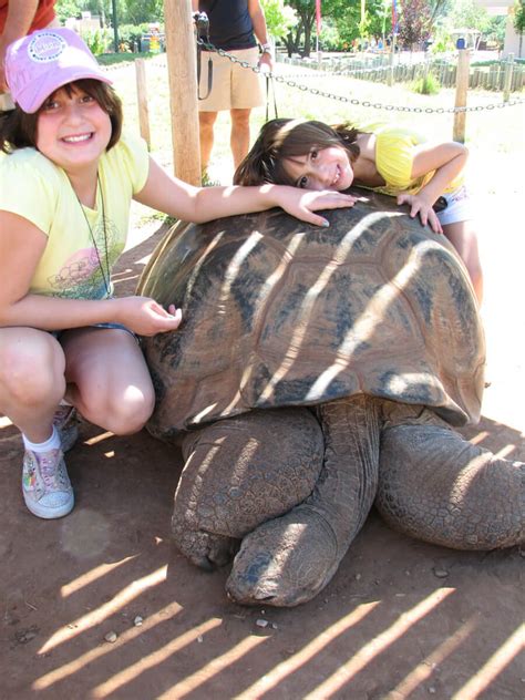 giant tortoise | Aldabra Tortoise | Reptile Gardens