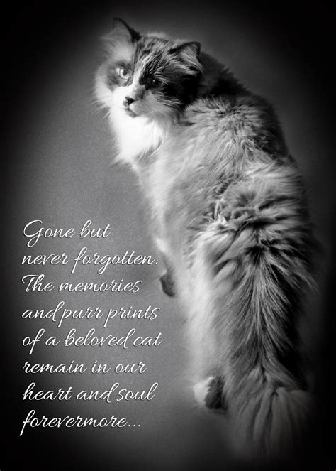 Pin on Healing Pet Loss for Cats - Books and Inspiration Quotes