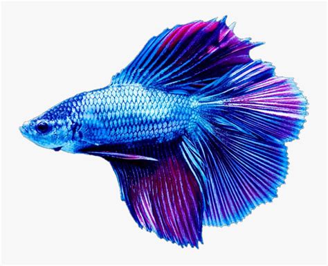 Betta Fish Png Transparent