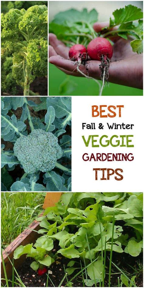 5 Best Fall & Winter Veggie Gardening Tips | Fall garden vegetables, Gardening tips, Edible garden