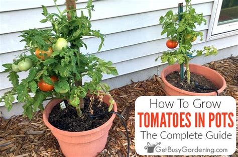 Growing Tomatoes In Pots & Containers - Complete How To Guide