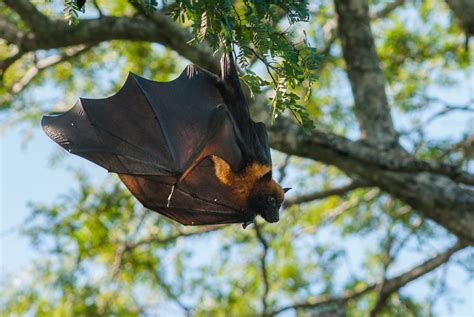 Madagascar Flying Fox | Sean Crane Photography