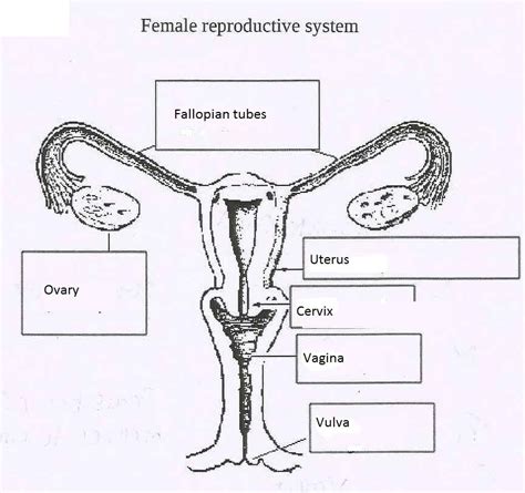 Female Reproductive Anatomy Female Reproductive Anatomy