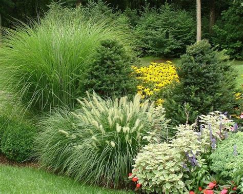 103 beautiful evergreen grasses landscaping ideas – Artofit