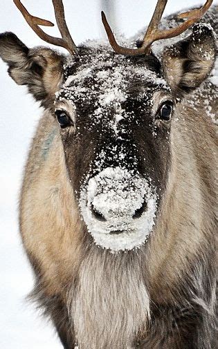 Reindeer Facts - Animal Facts Encyclopedia