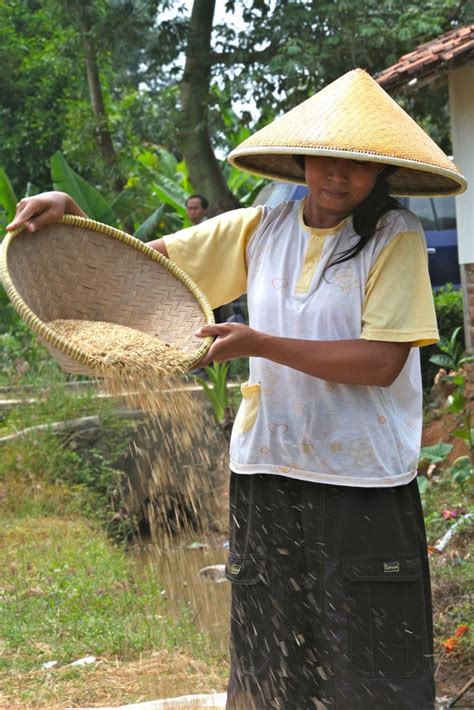 Harvesting rice outside Jakarta, Indonesia | Jakarta, Indonesia, Southeast asia