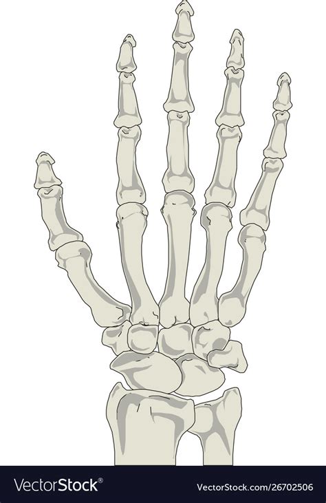Human hand bones anatomy Royalty Free Vector Image