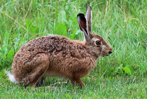 Animal Folklore: Chasing Hares Through Stories, Myth, and Legend - #FolkloreThursday