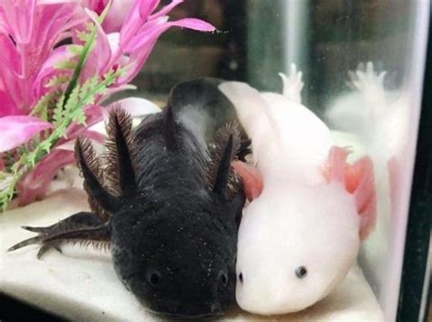 puppierz) on X in 2024 | Pretty animals, Axolotl cute, Axolotl pet