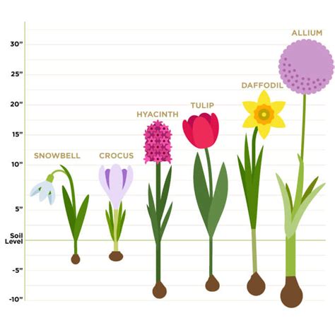 The Definitive Guide to Planting Autumn Bulbs - Ruxley Manor