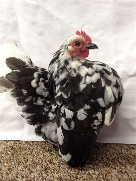 Our Seramas | Bantam chickens, Bantam chicken breeds, Pet chickens