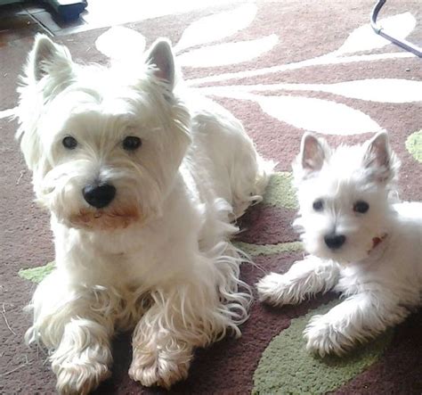 561 best WESTIES images on Pinterest | Westies, Cute dogs and Baby puppies