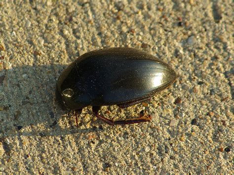 Predaceous Diving Beetle – Out of Water – DFW Urban Wildlife