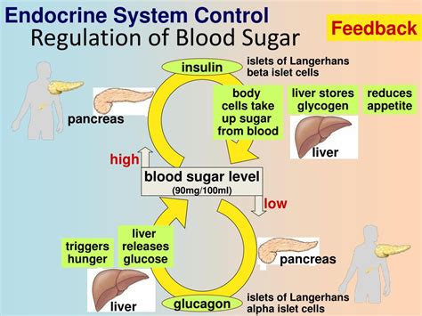 PPT - Endocrine System Hormones (Ch. 45) PowerPoint Presentation, free download - ID:2210842