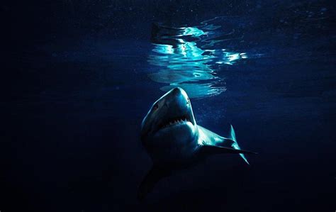 Michael Muller photographs sharks in his book, Michael Muller: Sharks ...