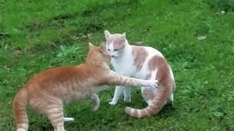 Cats Fighting Compilation - YouTube