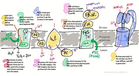 The Electron Transport Chain Steps Simplified Dbrierscom