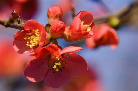 Quince Tree Japan Spring - Free photo on Pixabay