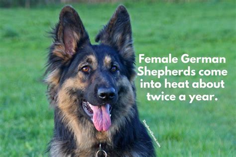 Male vs Female German Shepherd: Which is Better? - Shepherd Sense ...