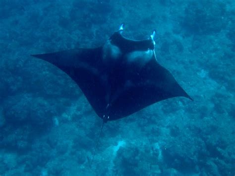 Maldives Underwater: Manta Ray flying into the deep blue | Flickr