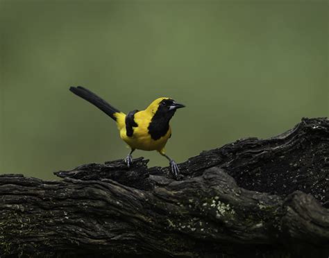 Yellow-backed Oriole | Attractive black-and-yellow oriole. M… | Flickr