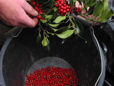 How to Grow a Holly Tree from Seed | A Guide from TCV