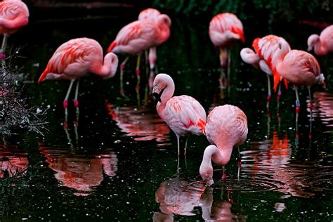 Flamingos Wallpaper Hd