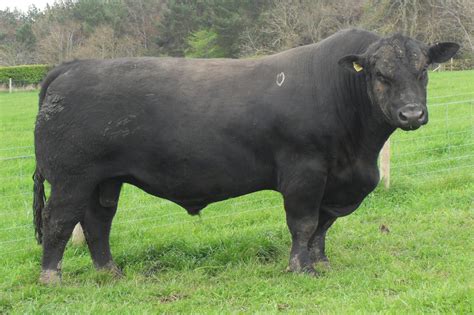 Highland Wagyu » Black Aberdeen Angus Cattle