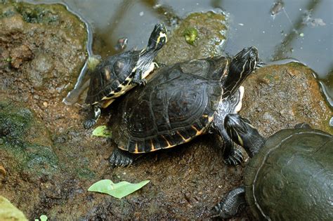 A Family Of Turtles Free Stock Photo - Public Domain Pictures