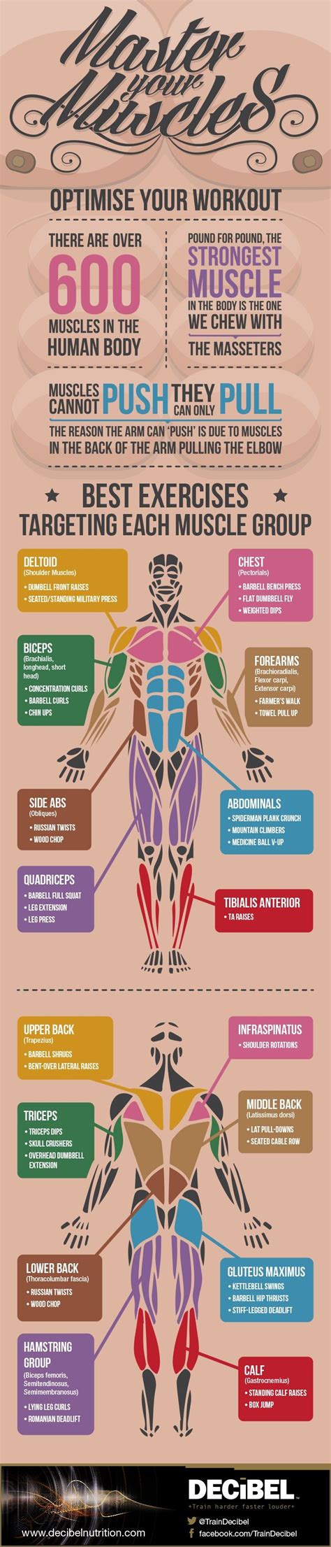 Master Your Muscles: Best Exercises For Each Muscle Group | Health, Fitness body, Exercise