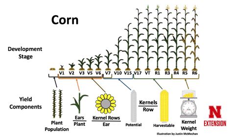 Crop Infographics | CropWatch