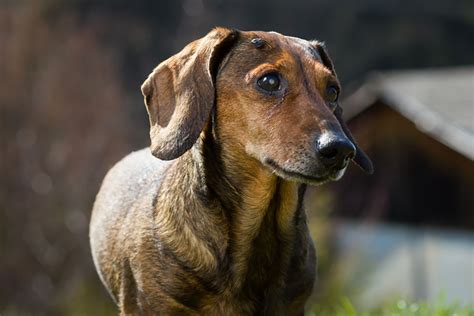 Benign Skin Tumors in Dogs