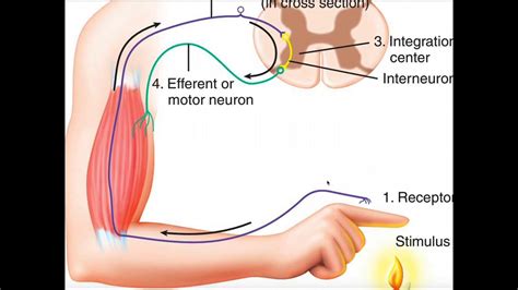 Examples Of Polysynaptic Reflex