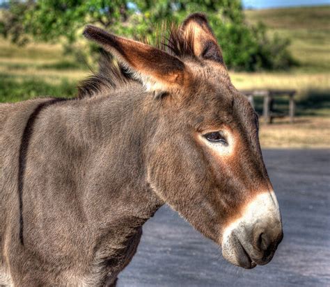 Burro: características, comportamiento y hábitat