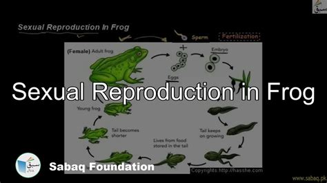 Sexual Reproduction in Frog, General Science Lecture | Sabaq.pk - YouTube