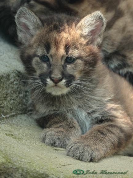 One of last year's baby Puma cubs at Exmoor #Zoo | Cat drawing, Cats and kittens, Wild cats