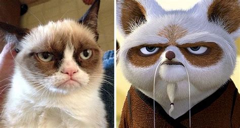 Grumpy Cat Looks Like Master Shifu | Grumpy cat, Grumpy cat humor, Kung ...