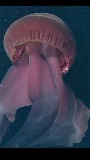 Video by Они изменили мир_The giant jellyfish Stygiomedusa gigantea has only been seen ...