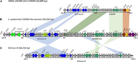 Frontiers | Genomic Stability of Composite SCCmec ACME and COMER-Like Genetic Elements in ...