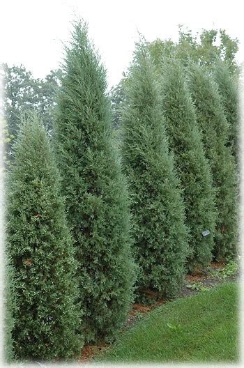 Taylor Juniper (Juniperus virginiana) - Great Plains Nursery