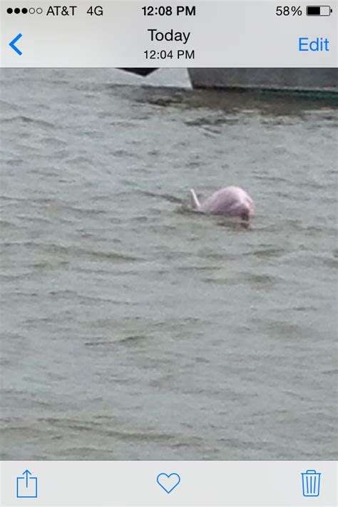 Rarely pink porpoise in Cameron louisiana | Porpoise, Louisiana, Cameron