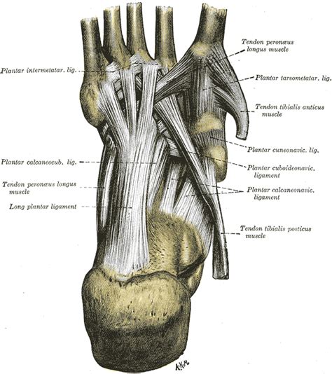 Long plantar ligament - Wikipedia