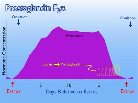 PPT - Reproductive Physiology PowerPoint Presentation, free download - ID:1879234