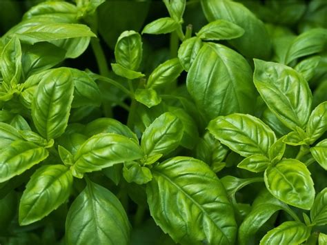 Growing Basil - How To Grow Basil Plants In Your Garden | Gardening ...