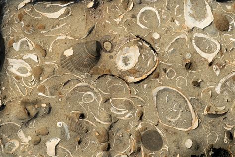 Pliocene bivalve fossils in sandstone, Oregon – Geology Pics