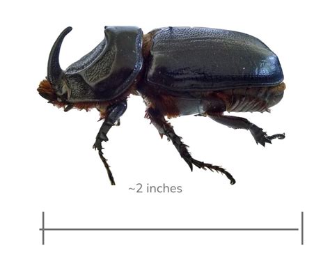 Coconut Rhinoceros Beetle - Kauai Invasive Species Committee (KISC)